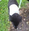 Ergo Nobbi the Tri-legged Puppy