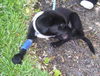 Ergo Nobbi the Tri-legged Puppy