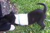 Ergo Nobbi the Tri-legged Puppy