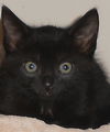 Manny the Cuddly Kitten