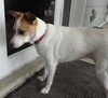 Rubee the Sweet Jack