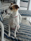 Rubee the Sweet Jack