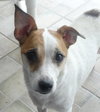Rubee the Sweet Jack