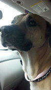 Max the Affectionate Lab