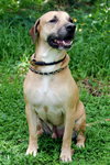 Max the Affectionate Lab