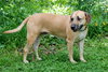 Max the Affectionate Lab