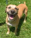 Max the Affectionate Lab