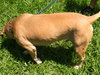 Max the Affectionate Lab