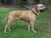 Max the Affectionate Lab
