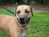 Max the Affectionate Lab