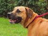 Max the Affectionate Lab