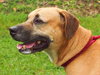 Max the Affectionate Lab