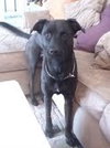 Kipper the Lab Puppy