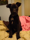 Kipper the Lab Puppy