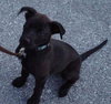 Kipper the Lab Puppy