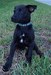 Kipper the Lab Puppy