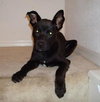 Kipper the Lab Puppy