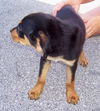 Savannah the Rottweiler Puppy
