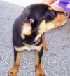 Savannah the Rottweiler Puppy