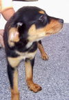 Savannah the Rottweiler Puppy