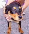 Savannah the Rottweiler Puppy