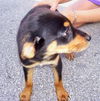 Savannah the Rottweiler Puppy