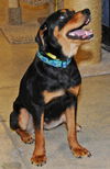 Savannah the Rottweiler Puppy
