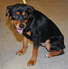 Savannah the Rottweiler Puppy