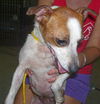 Zepher the Jack Russell