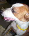 Zepher the Jack Russell