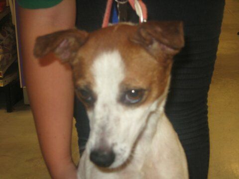 Zepher the Jack Russell