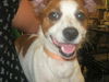Zepher the Jack Russell