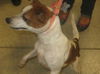 Zepher the Jack Russell