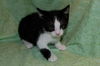 Bobby the Playful Kitten