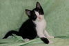 Bobby the Playful Kitten