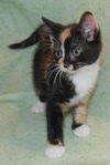 Patches the Patchwork Purr Monster Kitten
