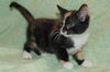 Patches the Patchwork Purr Monster Kitten