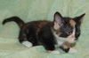 Patches the Patchwork Purr Monster Kitten