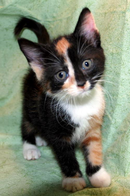 Patches the Patchwork Purr Monster Kitten