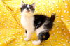 Gizmo the Silly Bobtail Kitten