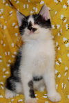 Gizmo the Silly Bobtail Kitten