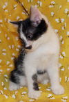 Gizmo the Silly Bobtail Kitten