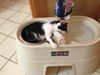Gizmo the Silly Bobtail Kitten