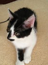 Gizmo the Silly Bobtail Kitten
