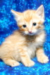 Mufasa the Adventurous Kitten