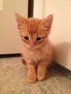 Mufasa the Adventurous Kitten