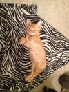 Mufasa the Adventurous Kitten