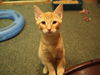 Mufasa the Adventurous Kitten