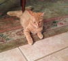 Mufasa the Adventurous Kitten