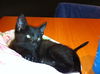 Mr. T the Sweetheart Kitten